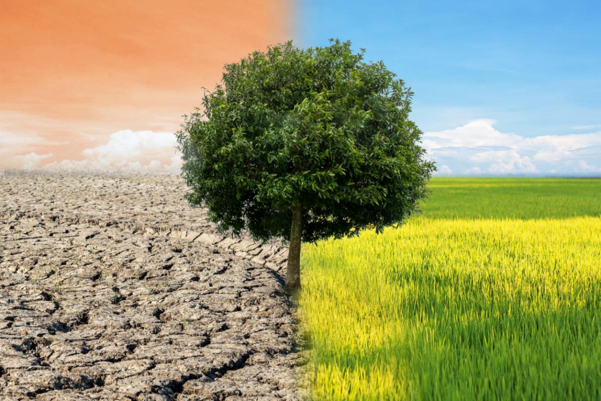 Tree surrounded by dry land and green land.