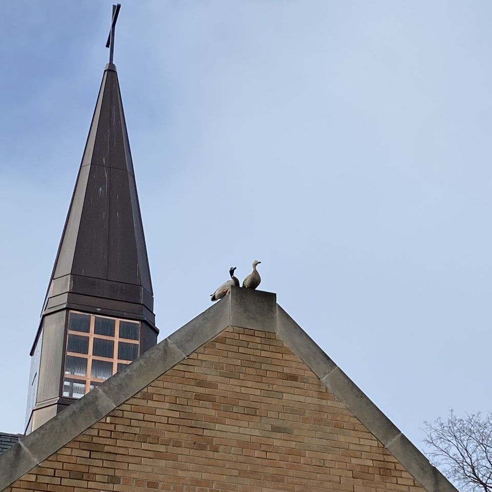 ducks on roof.jpg