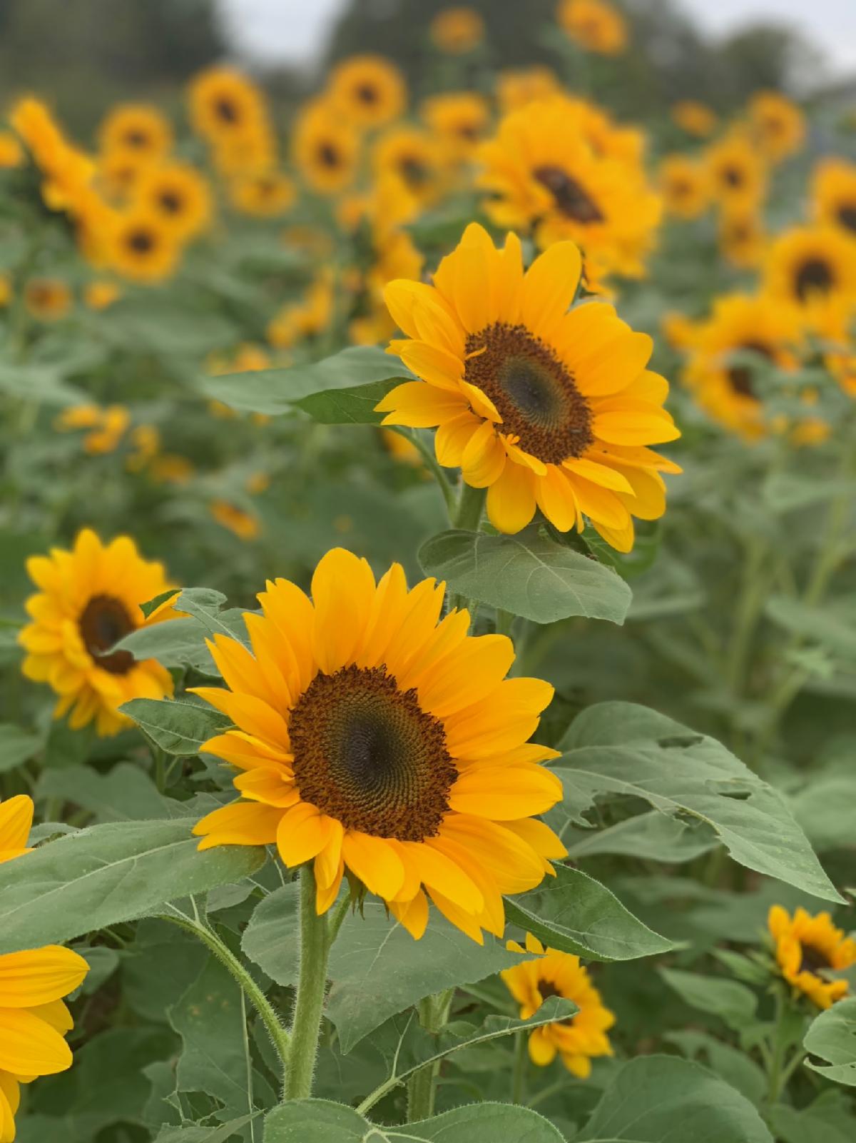 sunflower-seeds
