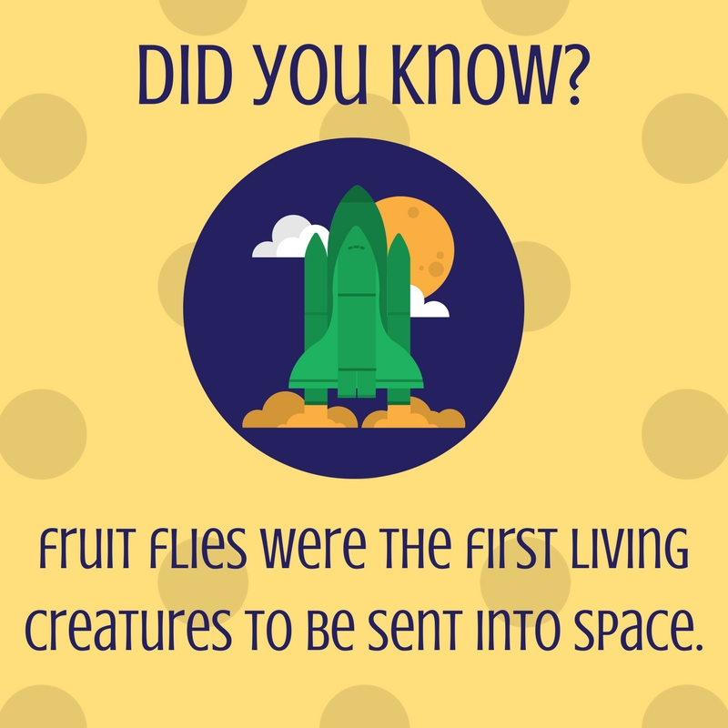 fruit flies in space