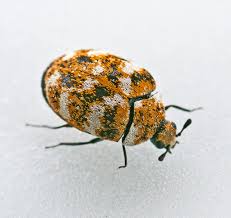 carpet beetle
