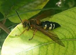 cicada killer wasp