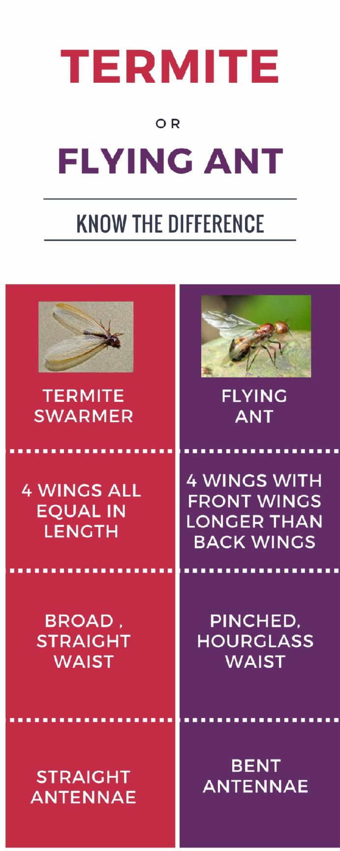 termite or ant