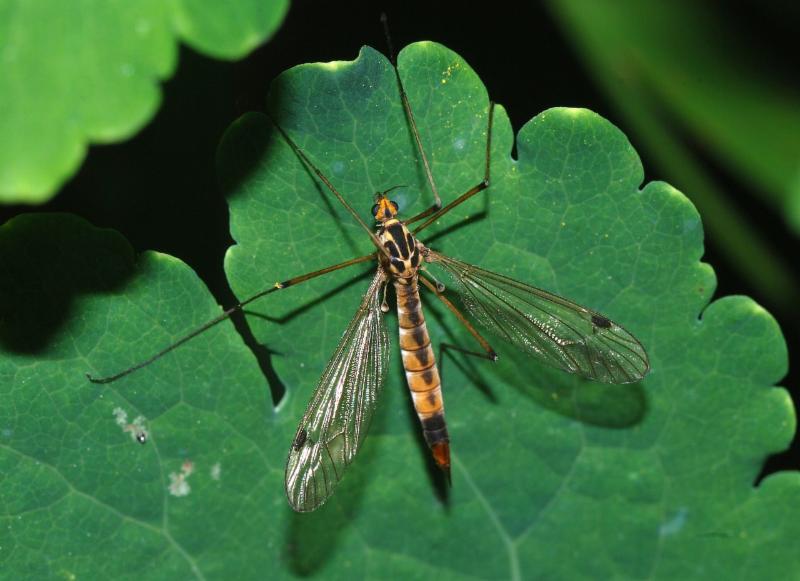 crane fly