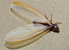 winged termite