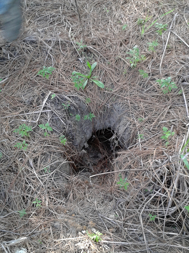 armadillo burrow