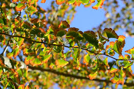September leaves
