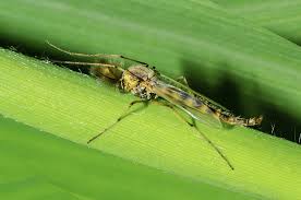 midge