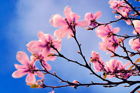 blossoms