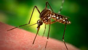 picture of  mosquito