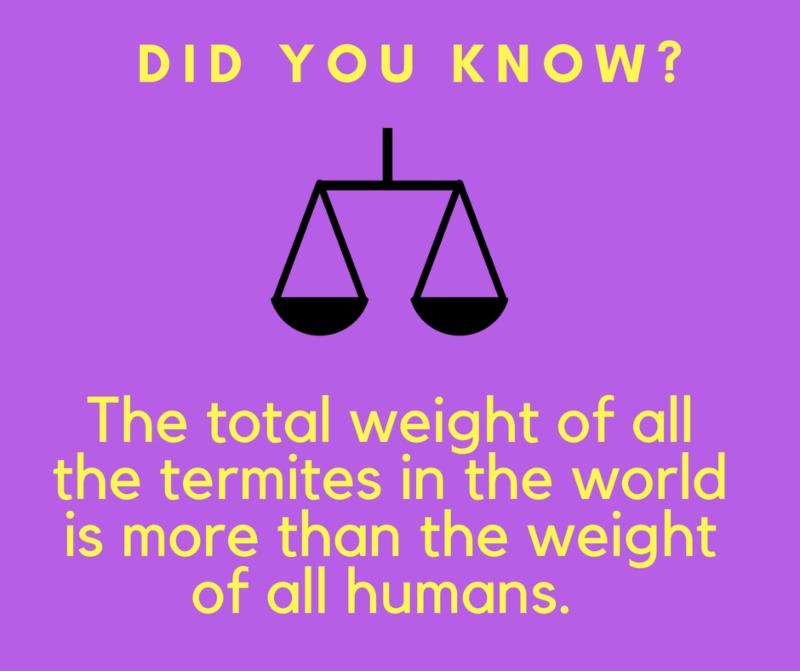 Did you know_ termites