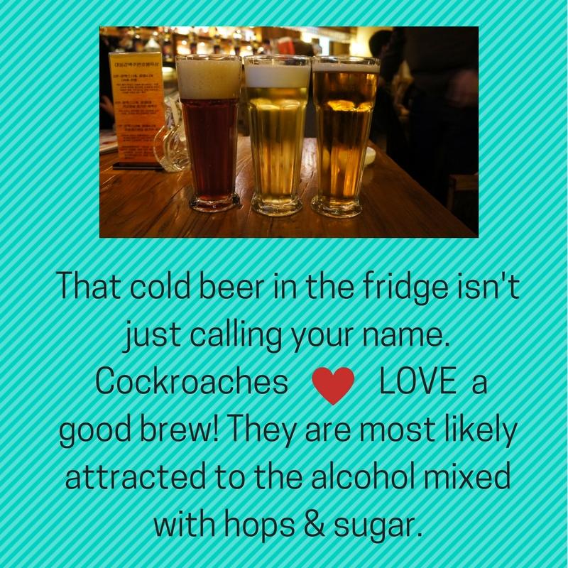 cockroaches love beer