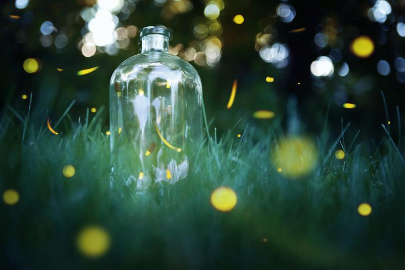 Fireflies in a jar. Long exposure of fireflies in a backyard.
