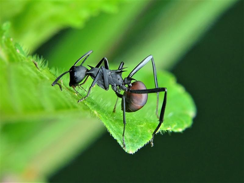ant