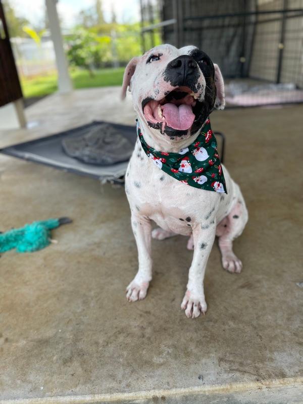 Aloha Ilio Rescue December 2020 Newsletter!