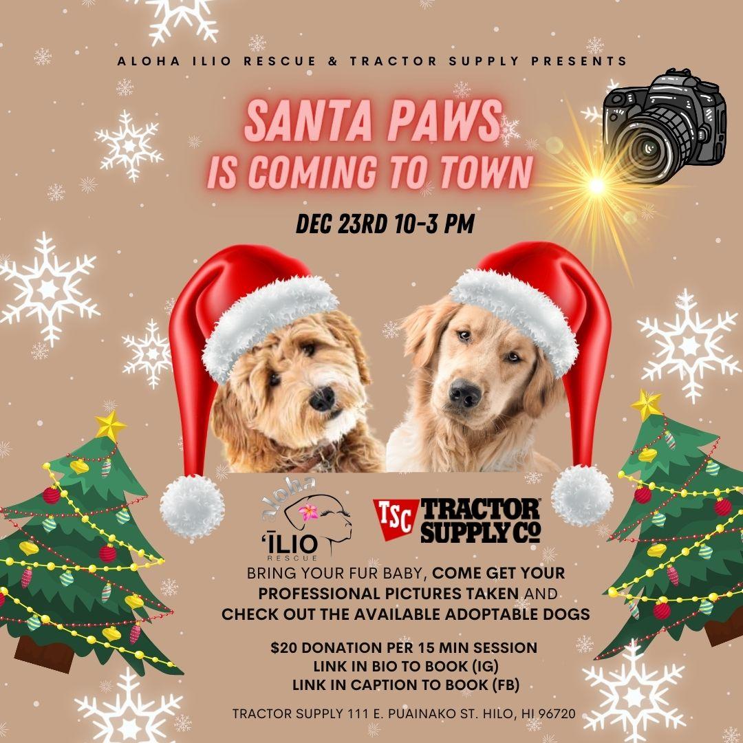 Aloha Ilio Rescue The Monthly Wag!