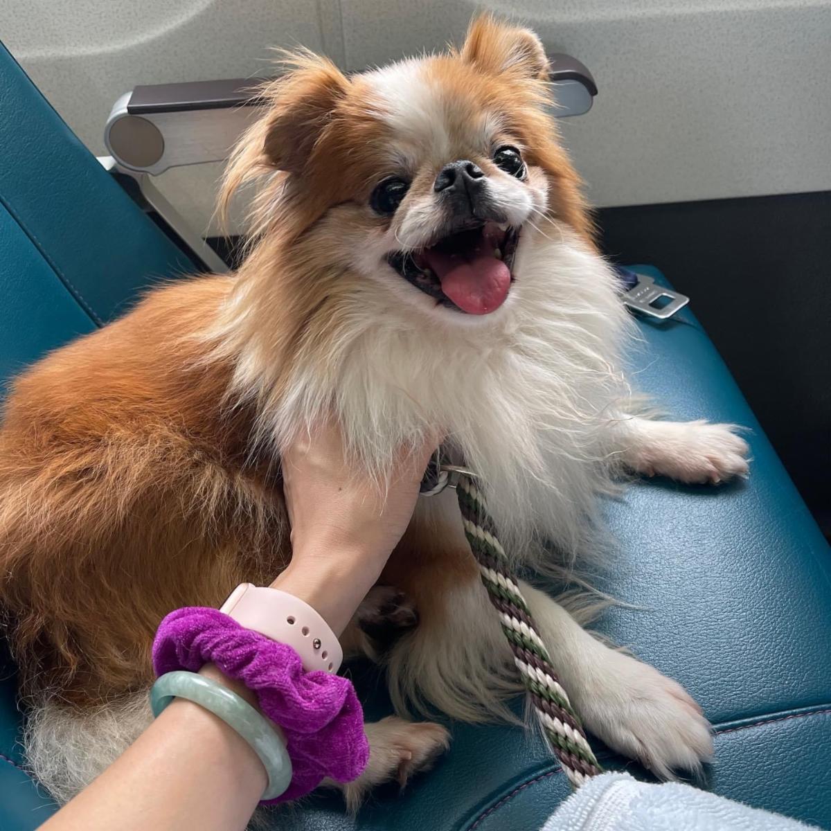 Aloha Ilio Rescue December 2020 Newsletter!