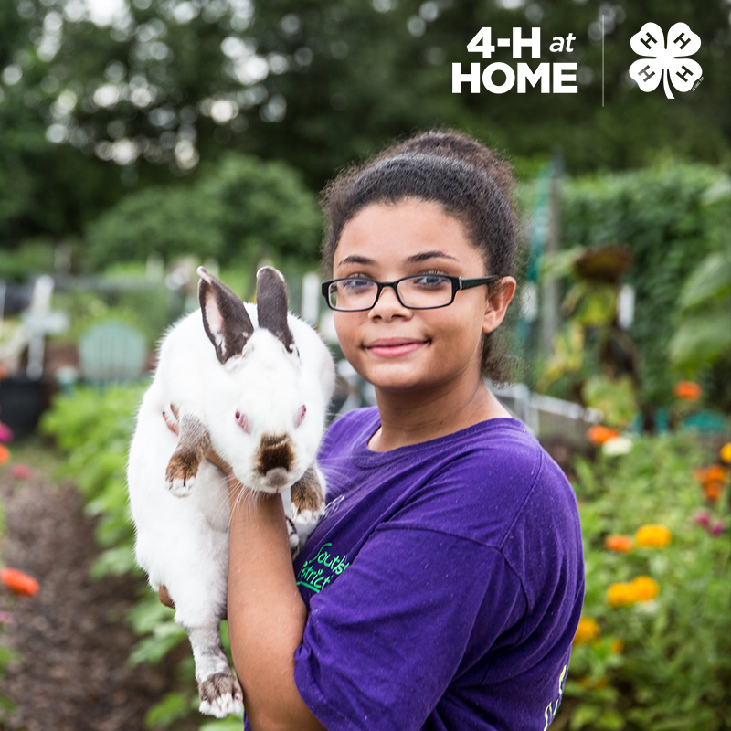 4-H Youth member holding rabbit