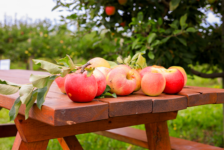 Freshly picked apples in the orchard at Luna Farms in Stoney Creek