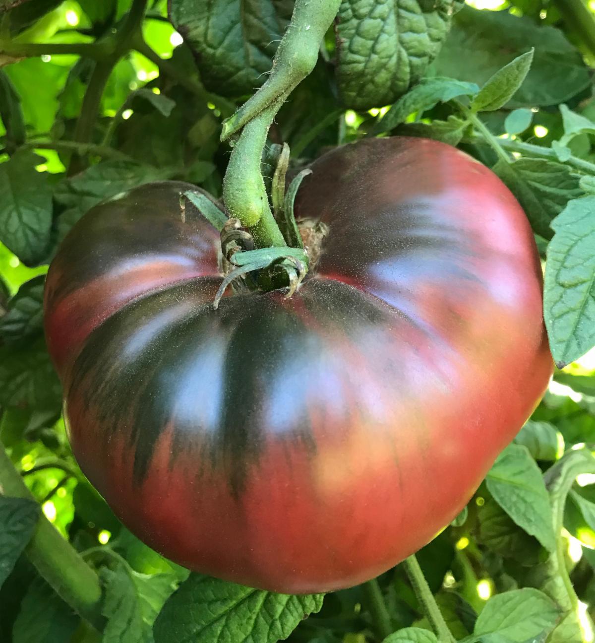 Cherokee Purple Tomato