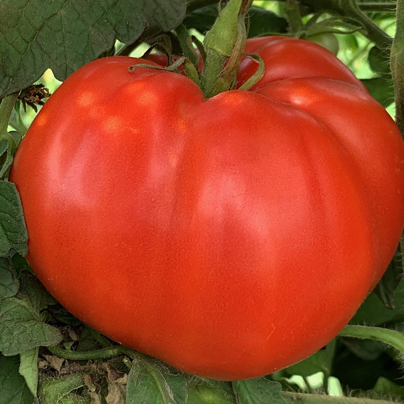 German Red Strawberry Heirloom Tomato