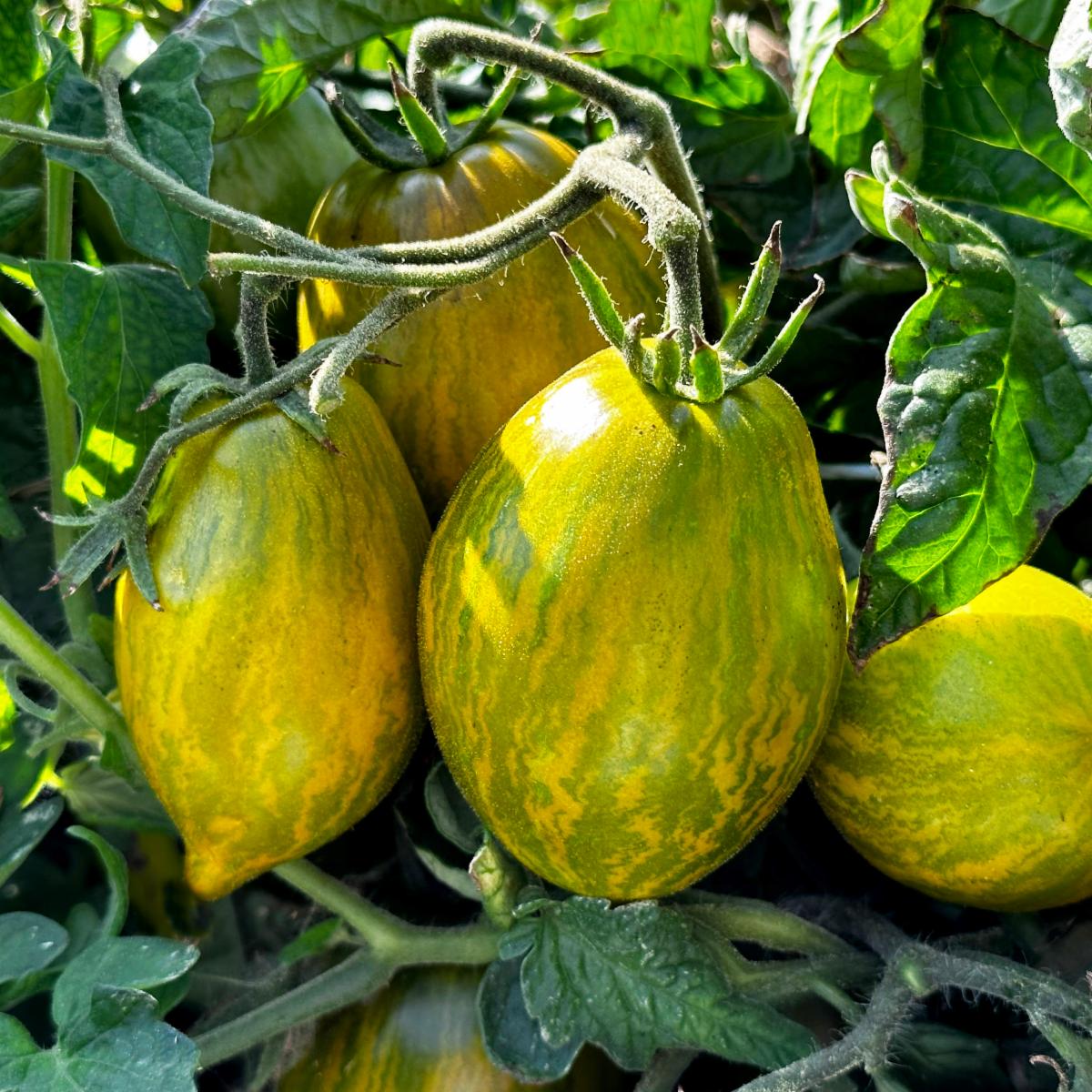 Dwarf Saucy Mary Tomato
