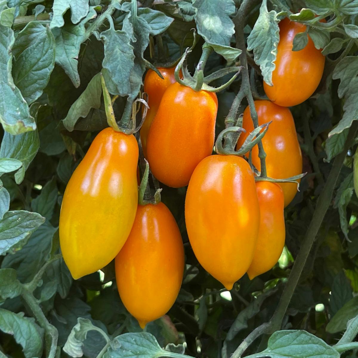 Amish Gold Heirloom Tomato