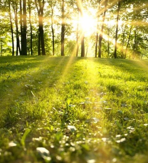 spring_forest_sunrise.jpg