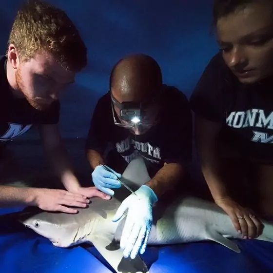 Shark tagging on a beach