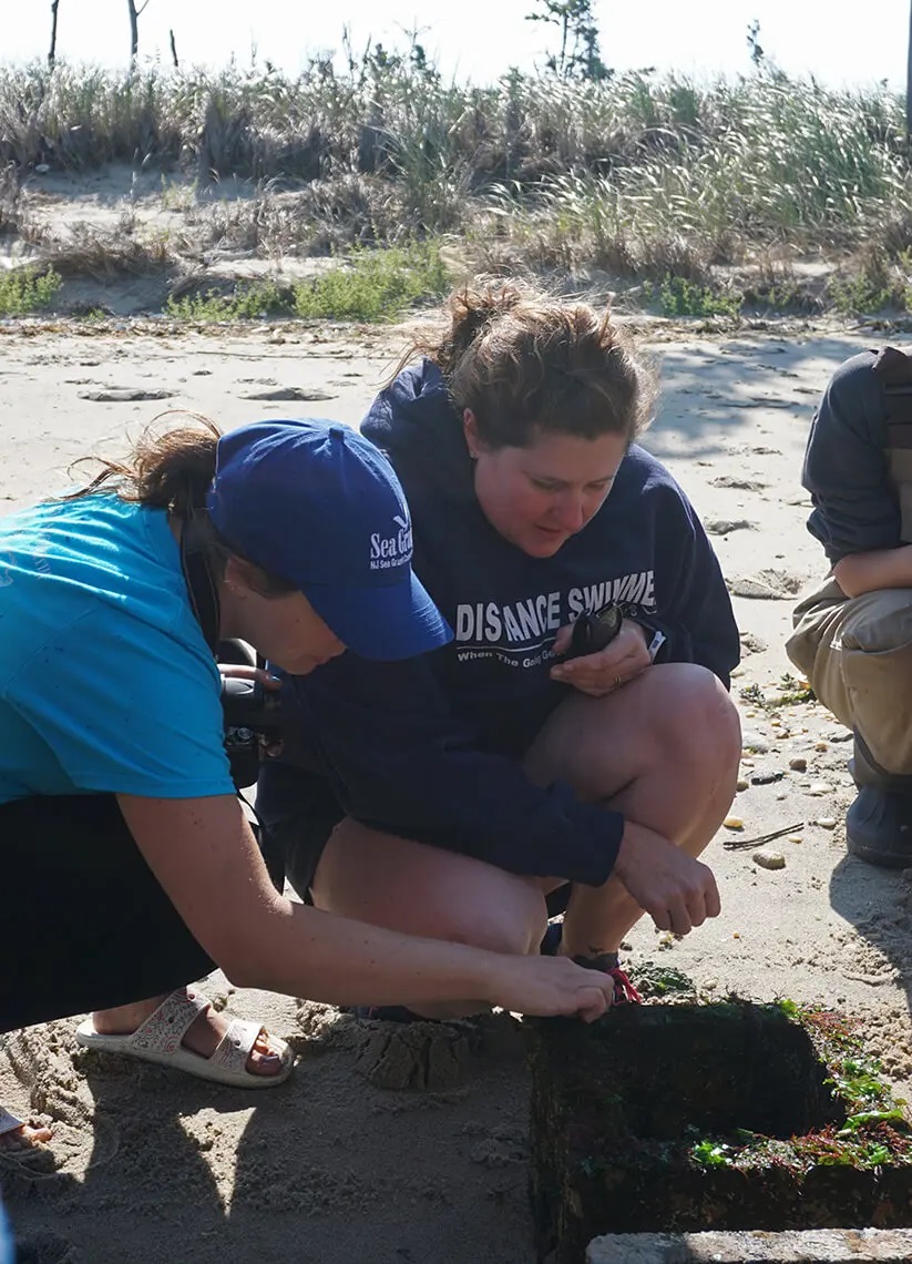 Meredith Comi examines an oyster castle on a beach.