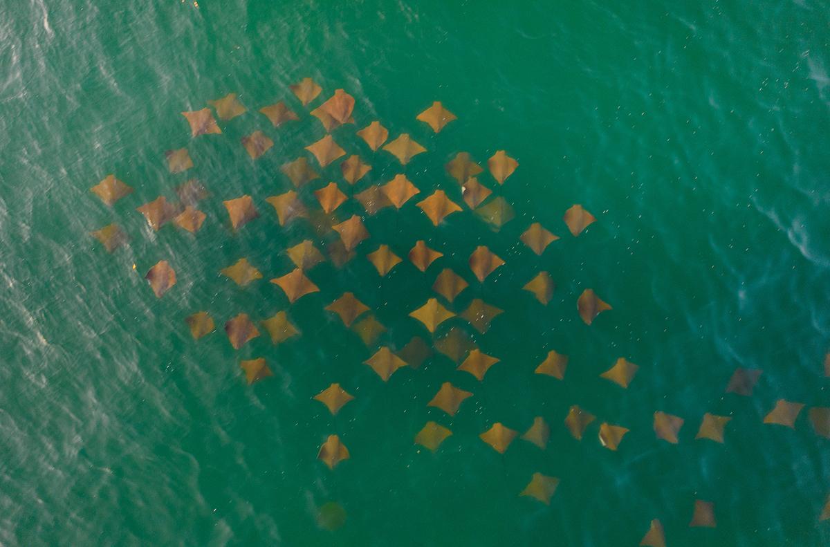 A school of cownose rays