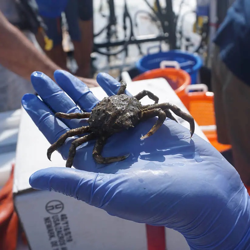 A hand holding a crab