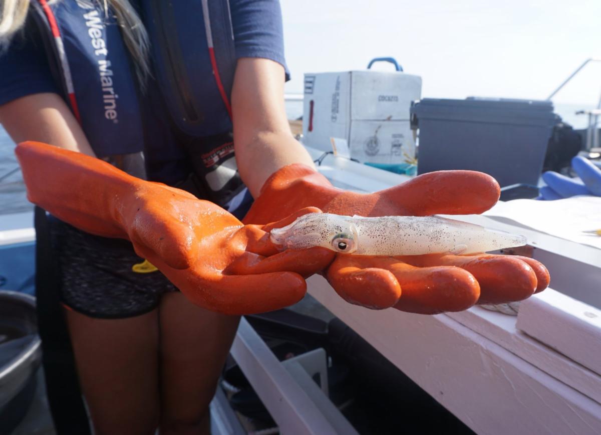 A student holds a juvenile squid in a gloved hand.