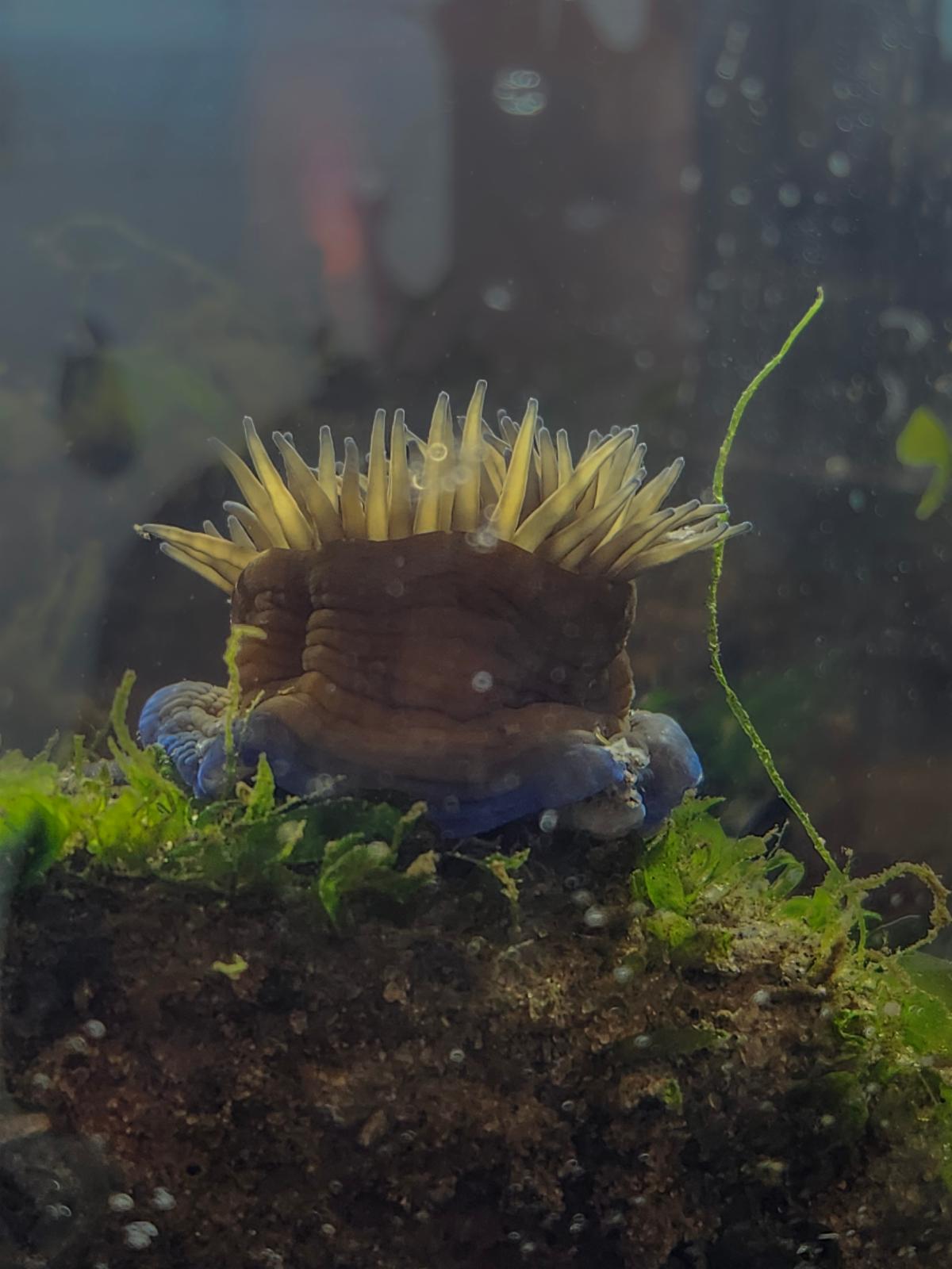 An anemone with outstretched tentacles in a tank