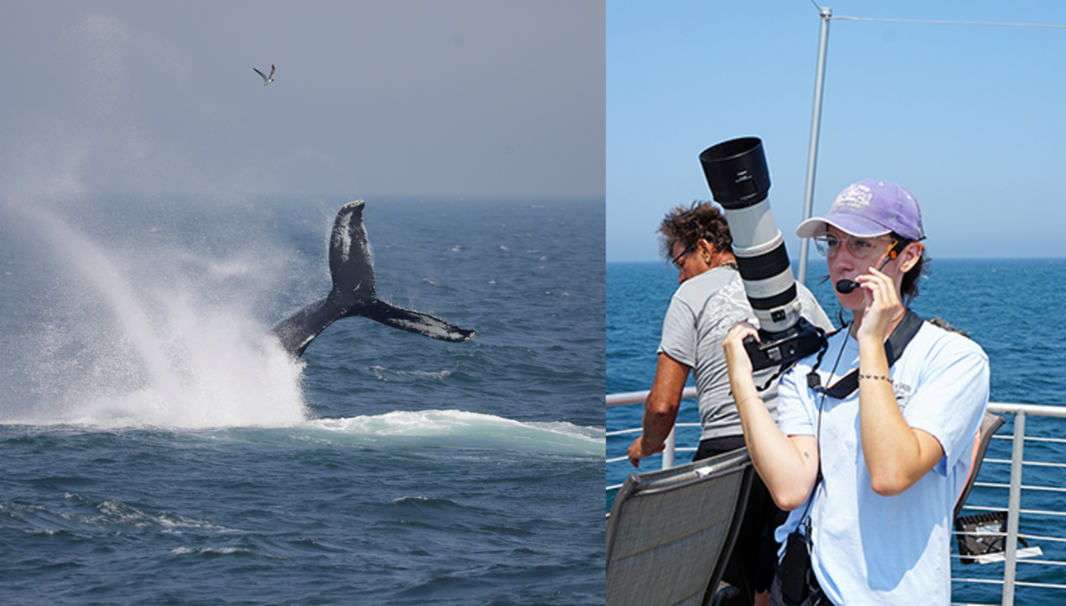 A humpback whale tale emerging from the water