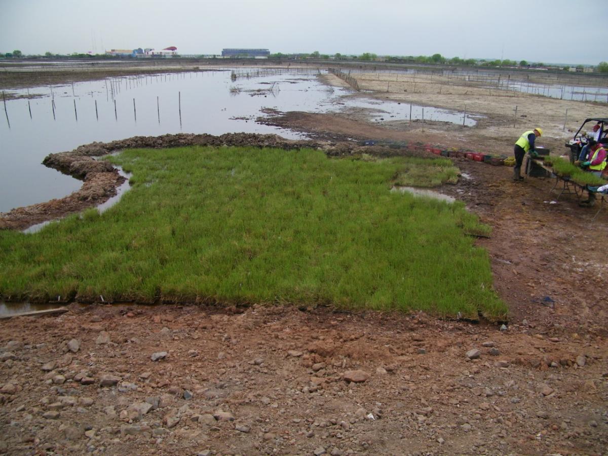 Grasses planted in a mrash