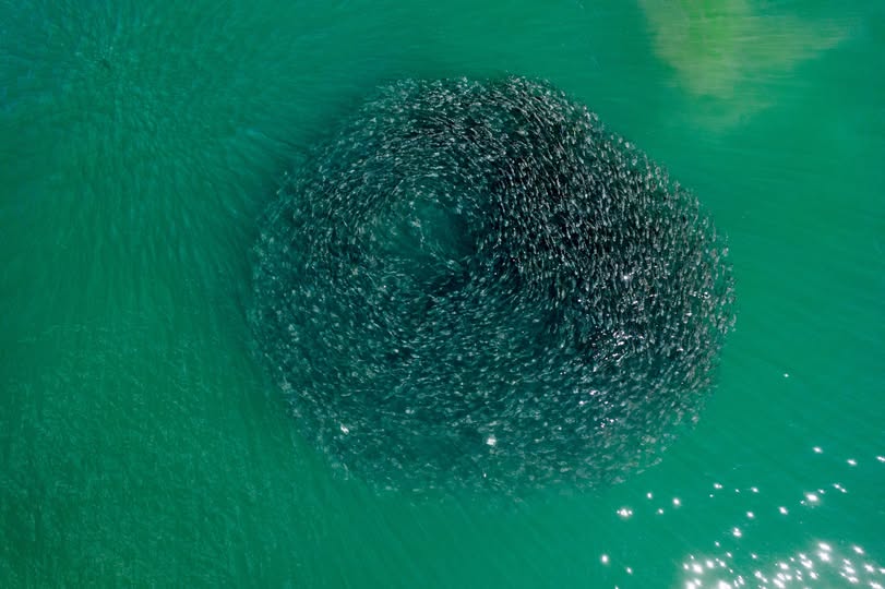 A school of menhaden swirl in a circular pattern