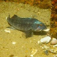 Black sea bass on the seafloor