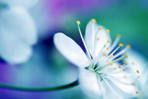 Beautiful flower blossoming cherry in macro closeup. Wallpaper_ background_ desktop_ cover.