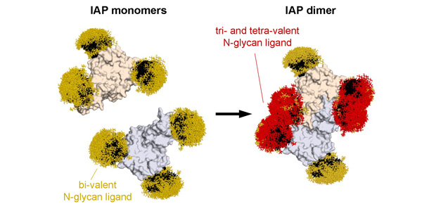 Marth figure of glycoforms on intestinal alkaline phosphatase (IAP) a known Ashwell-Morell receptor ligand