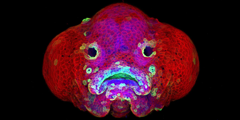 zebrafish larva