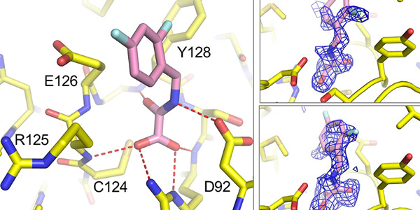 molecular fragments (pink) binding with immune system enzyme Vaccinia-H1-related phosphatase