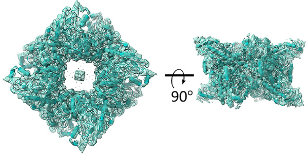 3D images detailing structure of ubiquitous mitochondrial creatine kinase