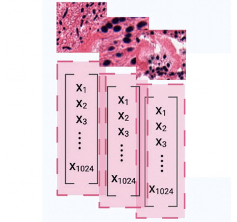 The central thesis of TLPath is that telomere length can be determined from cell and tissue shape. Trained on more than 5,000 whole-slide images across 919 individuals and 18 organs, TLPath uses machine learning to detect architectural changes in tissues due to aging. These morphological features were used to accurately predict telomere length in 11 tissues and outperformed chronological age. Image credit: Anamika Yadav, Kyle Alvarez, Sanju Sinha, Sanford Burnham Prebys.