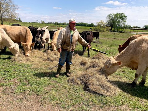 Jason Barber in a pasture surrounded by cattle grazing on hay He is wearing a white and red hat a white sweatshirt that zips up and is covered in mud while holding a wand