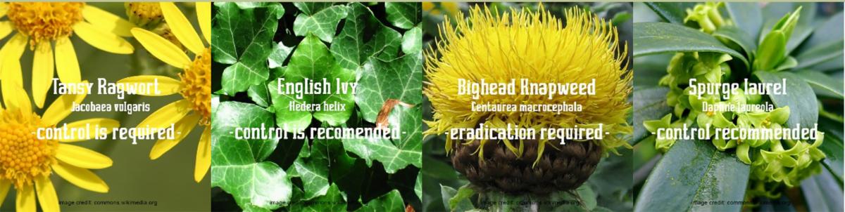 Tansyragwort.jpg