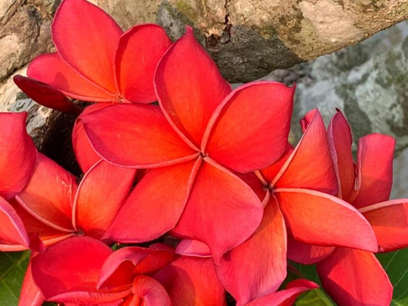 FIVE DAY sale on select plumeria at Brad's Buds and Blooms!