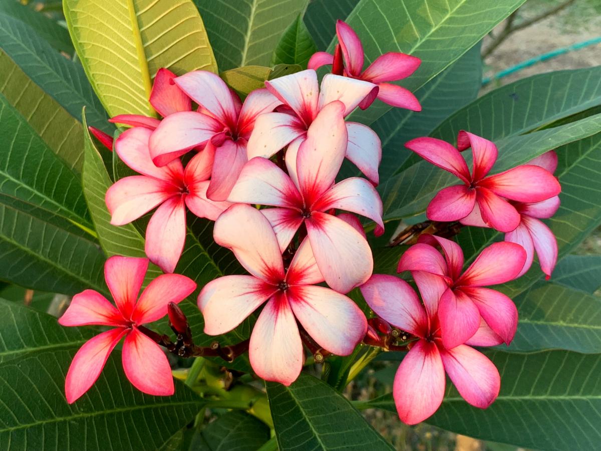 FIVE DAY sale on select plumeria at Brad's Buds and Blooms!