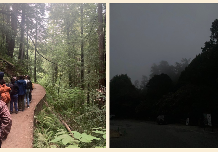 muir woods at night