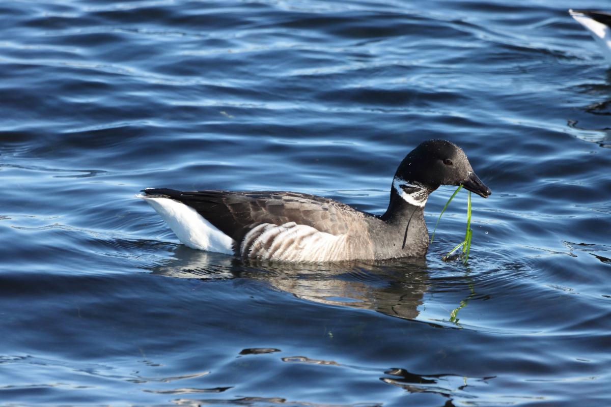 Brant by Karen Nguyen